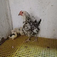 مرغ گلین با۵تا جوجه