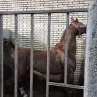 نریان فوق‌العاده