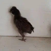 جوجه کاکلی