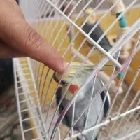 عروس هلندی سخنگو