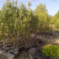 (اولین ومعتبرترین تولیدکننده نهال درغرب کشور)