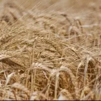 خرید گندم تحویل دربه سیلو پول نقد