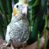 جوجه عروس هلندی