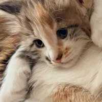 گربه