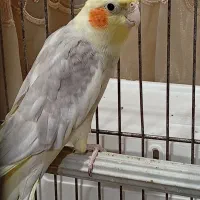 عروس هلندی نرو ماده