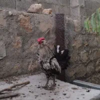 خروس گلین  غاز. جوجه
