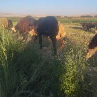 بره داشتی افشار