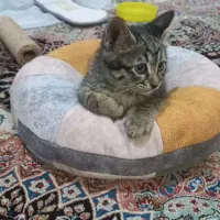 گربه گمشده