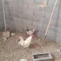 خروس سفید و مرغ تخمگذار