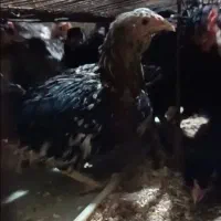 فروش مرغ و خروس