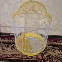 قفس پرنده
