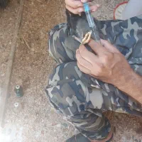 جوجه گلپایگانی