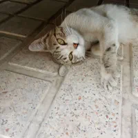 گربه نژاد پرشین