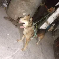 واگذاری2عددسگ نگهبان