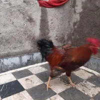 فروش خروس زیبا و درشت