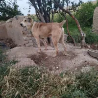 سگ گله|سگ|گلمکان, |دیوار
