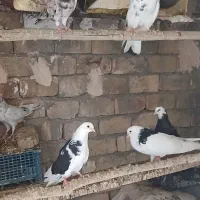 فروش کبوتر