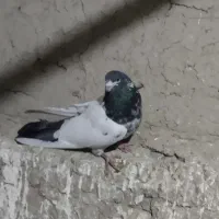 کبوتر کله دم سبز و قاره سینه سفید
