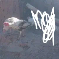 دوتا بوقلمون ماده