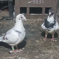 نروماده پلنگ قلدر درشت کرمونی