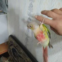 گرینجیک