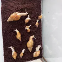 دو عدد حلزون اچاتینا بالغ تخم گذار البینو