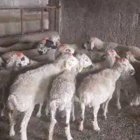 میش وشیشک  جوان