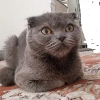 اسکاتیش