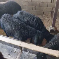 بره نر قره قزل