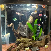 اکواریوم کامل ماهی زیبا تجهیزات