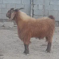 بز نر گوسفند