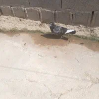 دمبی