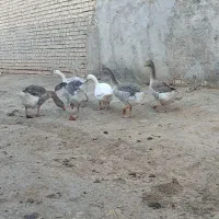 غاز دورگه وحشی