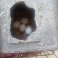 کوتوله برزیلی نرو ماده جفت