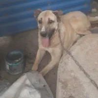 سگ سراب