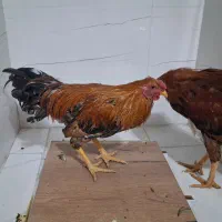 خروس محلی دو رگه