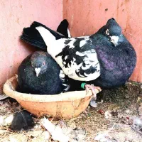 جفت سینه سیاه عطیقه