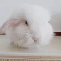 لوپ سفید اصل