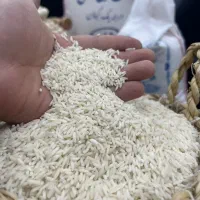 برنج هاشمی درجه یک اعلا گیلان فروش فوری