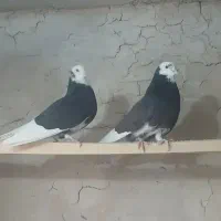 کبوتر گلی