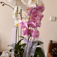 گل ارکیده