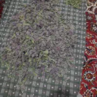 چای کوهی