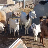 میش با بزغاله بره با بزغاله جمل زا