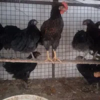 جوجه بلک استارچارماهه وسه ماهه