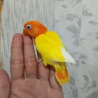 جوجه کوتوله اوپلاین لوتینو دستی