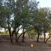 زمین و باغ