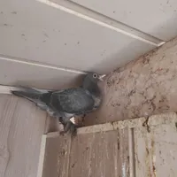 جوجه نر کفتر جونگ نژاد دار|پرنده|بافق, |دیوار