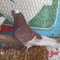 شازده|پرنده|مبارکه, |دیوار