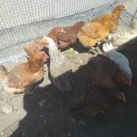 فروش مرغ محلی