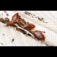 سمپاشی کنه ساس سوسک با ضمانت کتبی شرکت